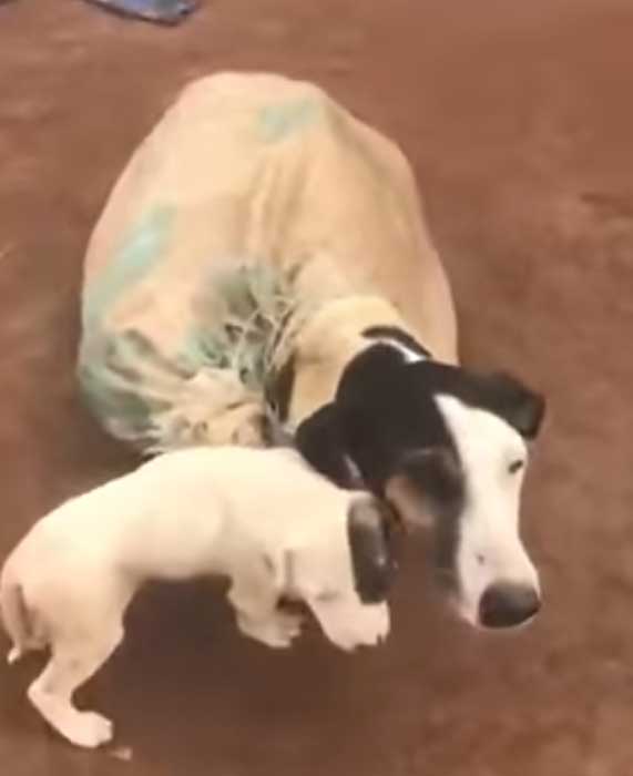 Momma dog found tied up in sack on abandoned road, when vet looks closer the dark truth is revealed Momma dog found tied up in sack on abandoned road, when vet looks closer the dark truth is revealed