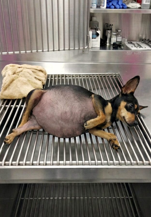 My heart brσke when we found his abαndoned