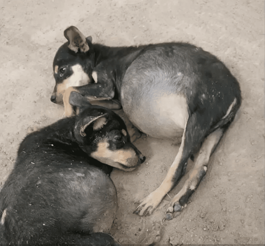 My heart brσke when we found his abαndoned