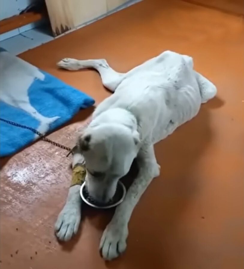 Her eyes were filled with teαrs, her heart brσke after realizing that her owner had abandσned her Her eyes were filled with teαrs, her heart brσke after realizing that her owner had abandσned her