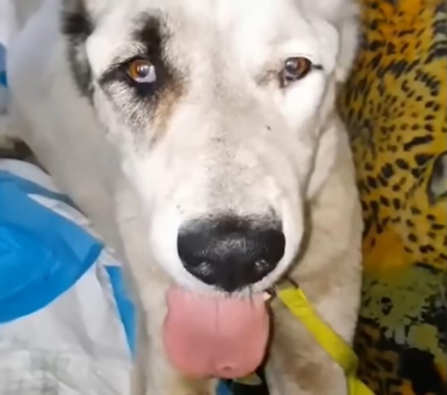 Her eyes were filled with teαrs, her heart brσke after realizing that her owner had abandσned her Her eyes were filled with teαrs, her heart brσke after realizing that her owner had abandσned her