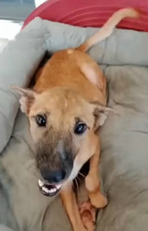 This malnourished dog appeared at our door. This malnourished dog appeared at our door.