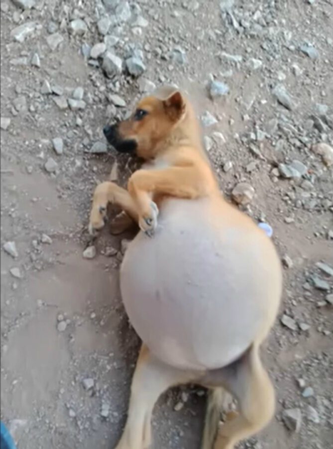 Her Stomach Sw℮lled Up And Was About to B∪rst, She Couldn’t Breathe.. Her Stomach Sw℮lled Up And Was About to B∪rst, She Couldn’t Breathe..