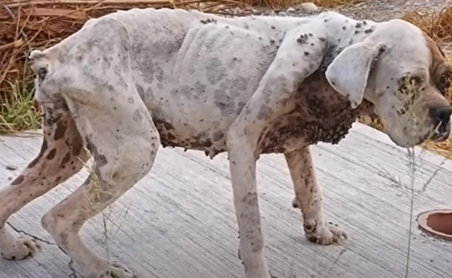 From Abandonment to Adoption: Lyly the Dog’s Heartwarming Recovery Story