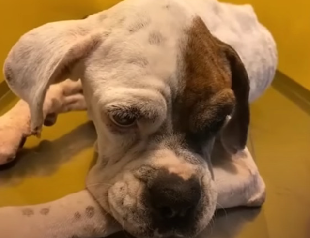 From Abandonment to Adoption: Lyly the Dog’s Heartwarming Recovery Story