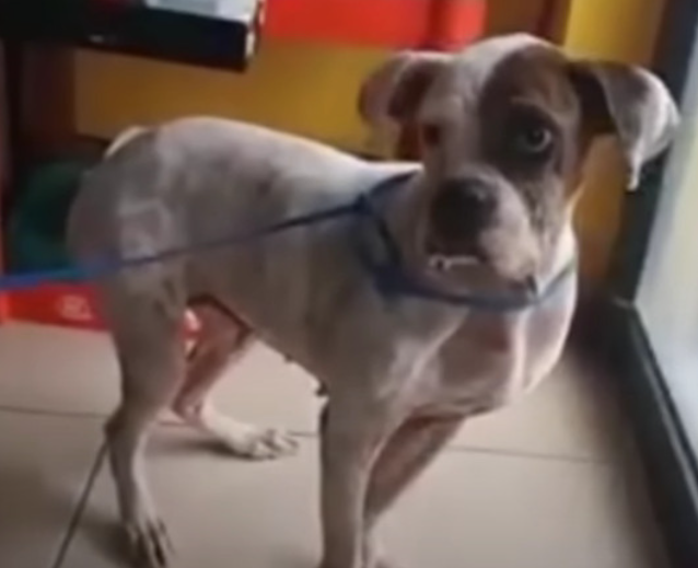 From Abandonment to Adoption: Lyly the Dog’s Heartwarming Recovery Story