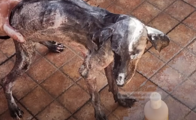 From Shadows to Sunshine: The Resilient Journey of a Neglected Dog’s Transformation