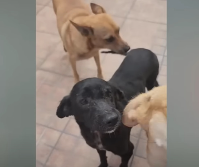 From Shadows to Sunshine: The Resilient Journey of a Neglected Dog’s Transformation