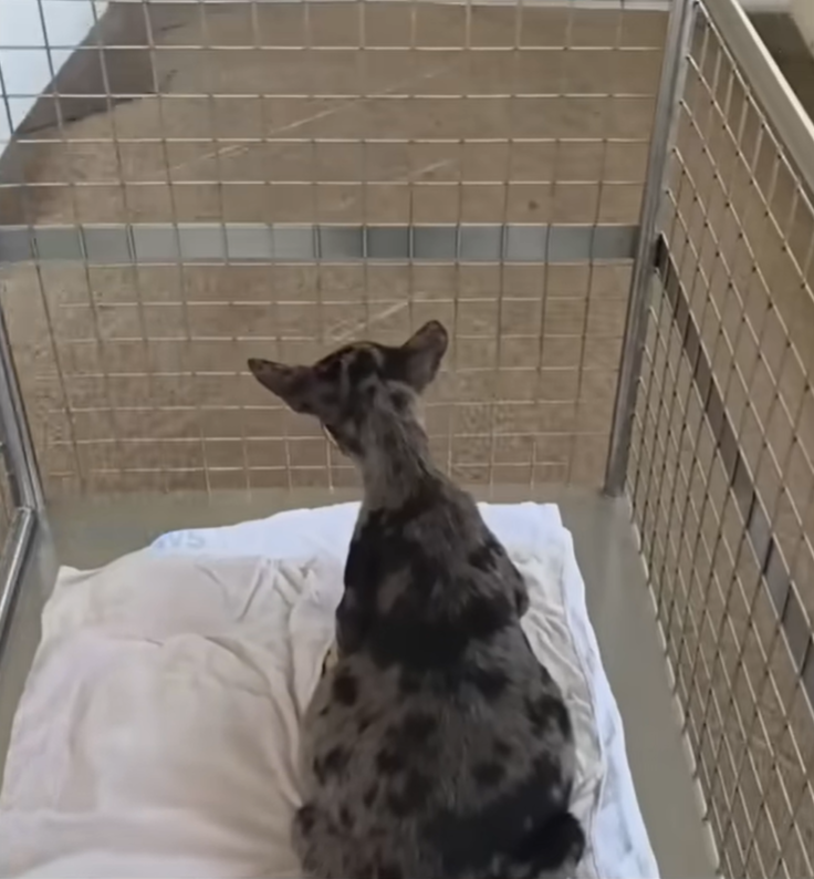 Terrified & Pαin, Poor Puppy Ran Blindly Into the Bushes Terrified & Pαin, Poor Puppy Ran Blindly Into the Bushes