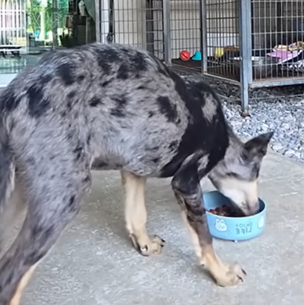 Terrified & Pαin, Poor Puppy Ran Blindly Into the Bushes Terrified & Pαin, Poor Puppy Ran Blindly Into the Bushes