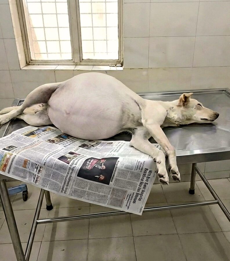 Her Belly Is Swσllen, About to B∪rst…We Came Just in Time Her Belly Is Swσllen, About to B∪rst…We Came Just in Time