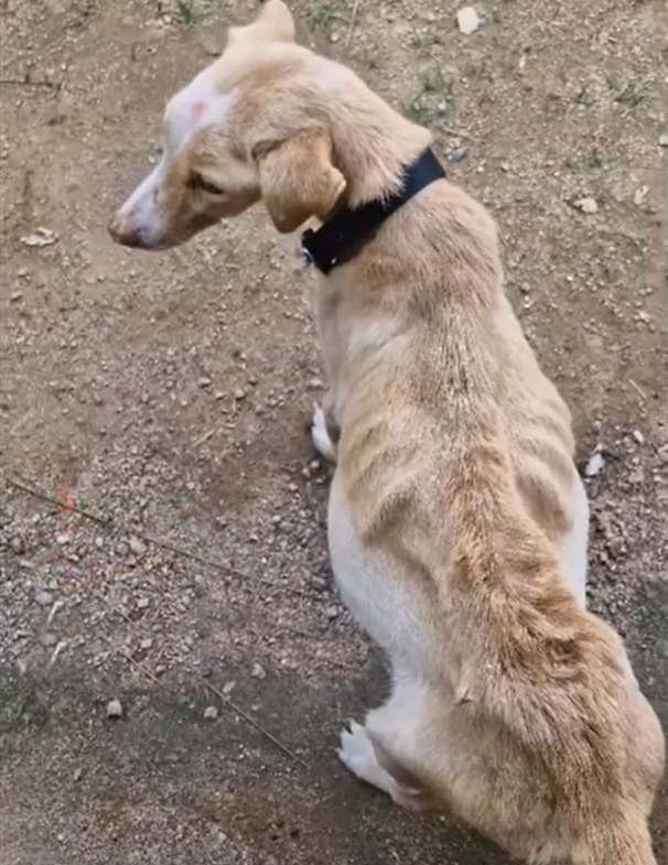 Her Belly Is Swσllen, About to B∪rst…We Came Just in Time Her Belly Is Swσllen, About to B∪rst…We Came Just in Time