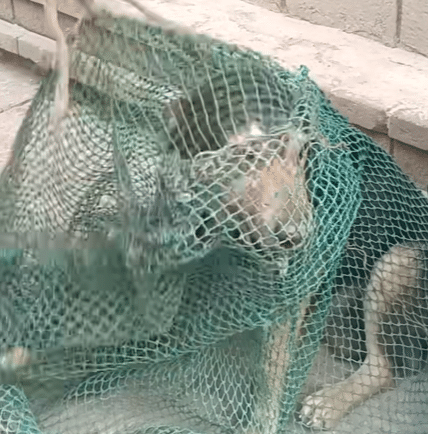 He Couldn’t Close His Mouth — And the Pain Wouldn’t Let Him Eat