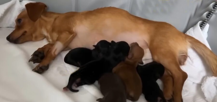 Saved from an Alcoholic, She Brought Up Happiness in a Family Full of Love!