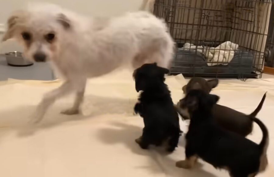 Saved from an Alcoholic, She Brought Up Happiness in a Family Full of Love!