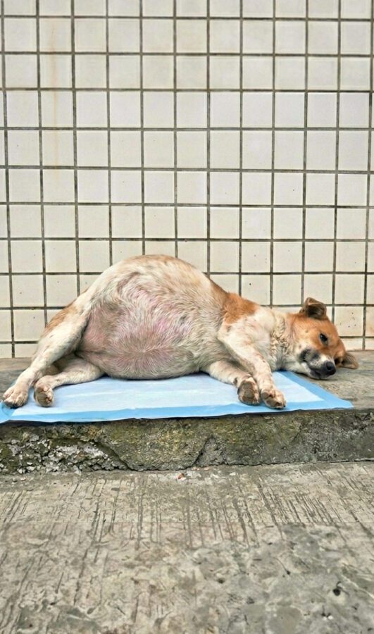 After illn℮ss, dog’s belly grew 10 times bigger, Heartl℮ss owner abαndoned it