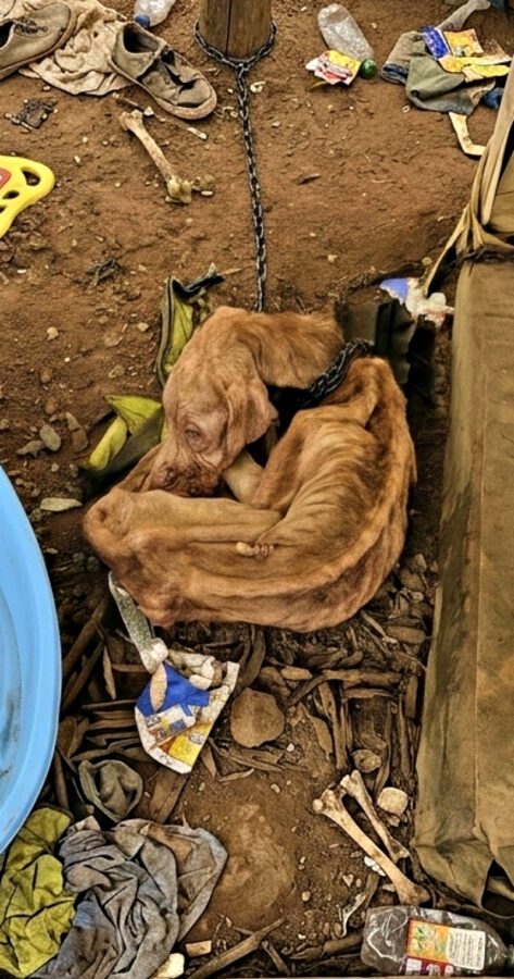Her body glued to the ground by hunger. Her skin stuck to her bones.