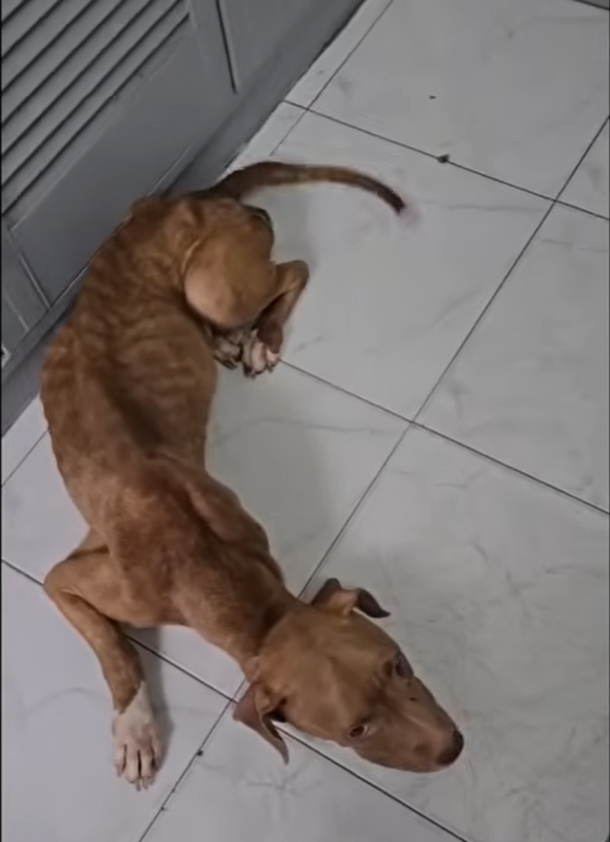 Her body glued to the ground by hunger. Her skin stuck to her bones.