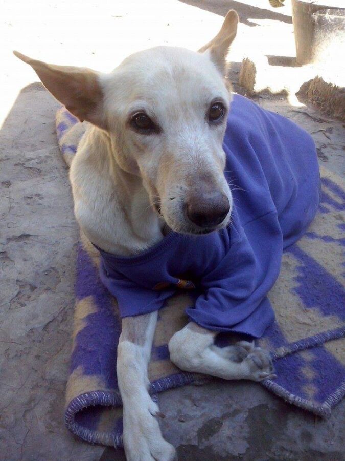 Disabled dog abandoned with a bag of diapers and a note
