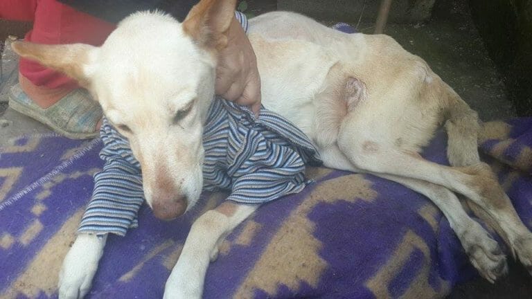 Disabled dog abandoned with a bag of diapers and a note
