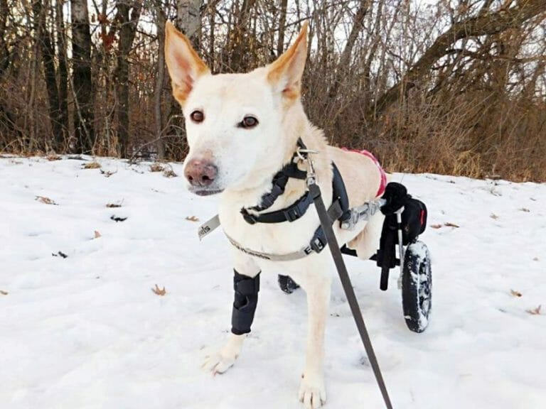 Disabled dog abandoned with a bag of diapers and a note