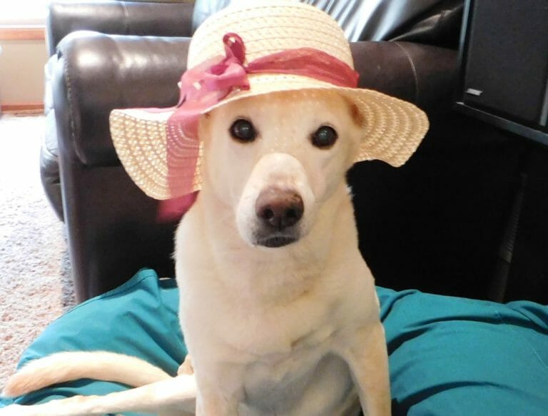 Disabled dog abandoned with a bag of diapers and a note