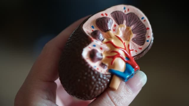 10 Symptoms of Kidney Disease 10 Symptoms of Kidney Disease