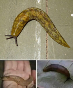 When a slug visits your house, it means you have…