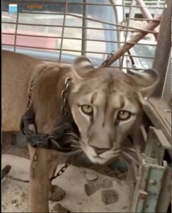 “Circus Lion Spends 20 Years in Chains—Then Finally Walks Toward Freedom.”