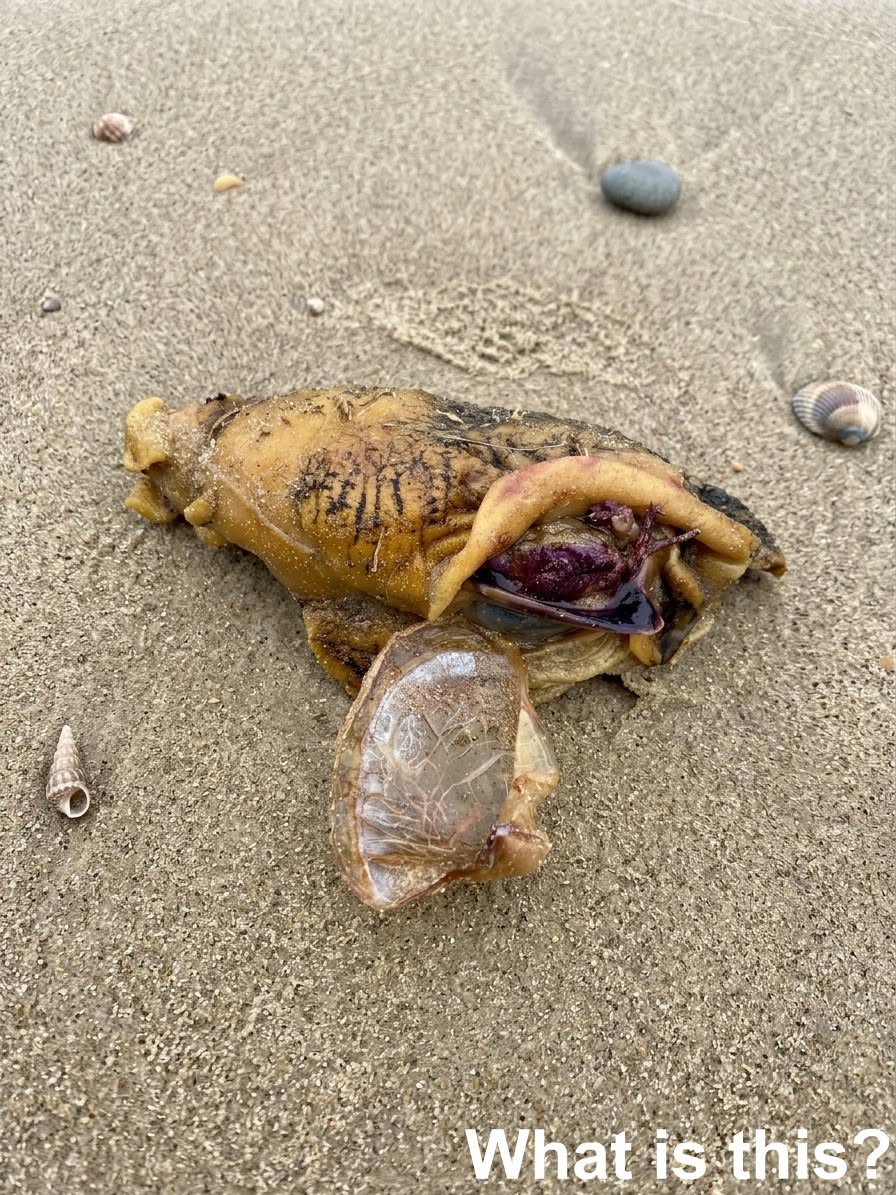 A Riddle Left by the Sea: The Mystery Object That Puzzled Everyone