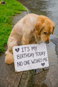A Sparkling Eleventh Birthday Dream