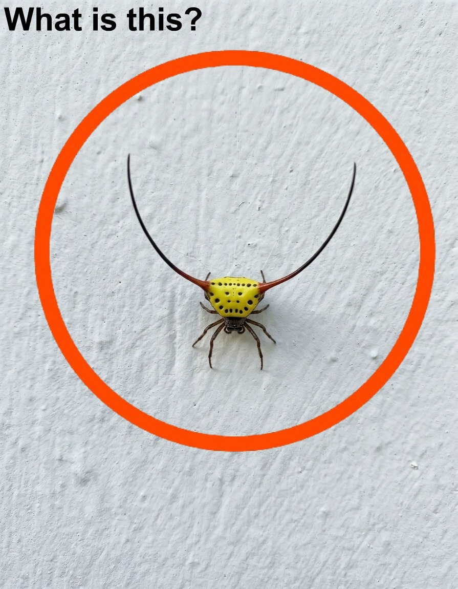 The Unexplained Mark on the Wall