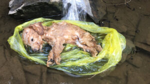 Puppy’s Heartbreaking End Highlights Human Neglect and Acts of Compassion