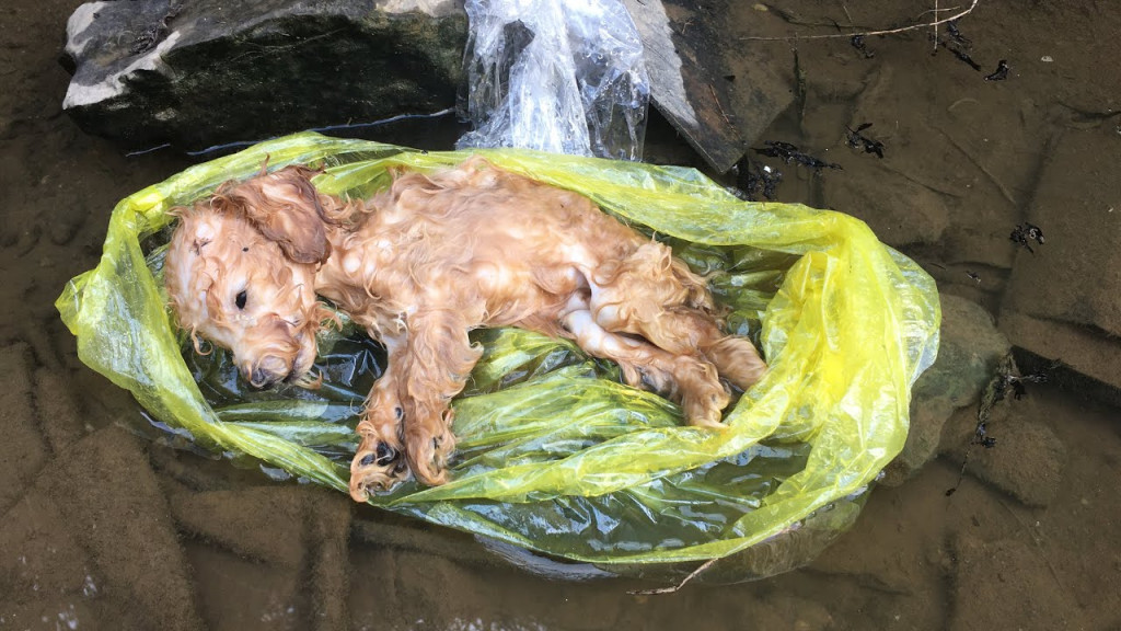 Puppy’s Heartbreaking End Highlights Human Neglect and Acts of Compassion