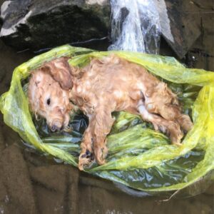 This poignant story of a puppy left in a ditch reveals the harshness of