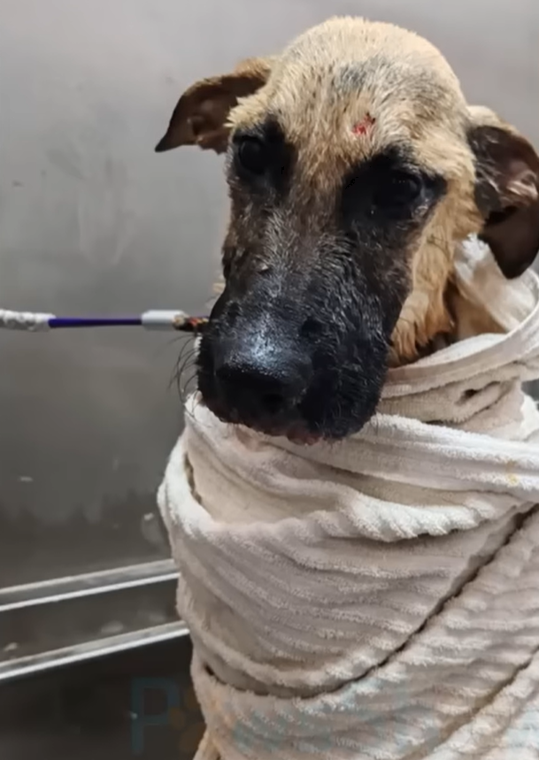 People Ridiculed His Appearance and Smell, but the Broken Dog Still Wagged His Tail and Asked for Help People Ridiculed His Appearance and Smell, but the Broken Dog Still Wagged His Tail and Asked for Help